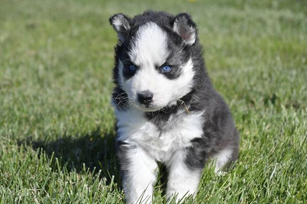 Siberian Husky Image #1