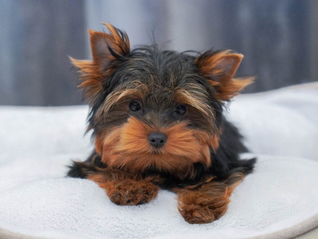 Yorkshire Terrier Image #1