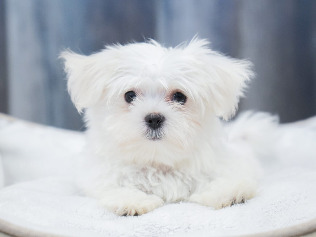Maltese Image #1