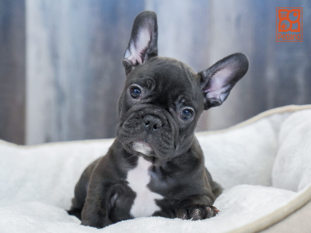 French Bulldog Image #1