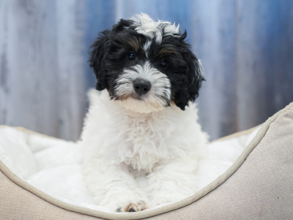 Mini Bernadoodle  2nd Gen Image #1