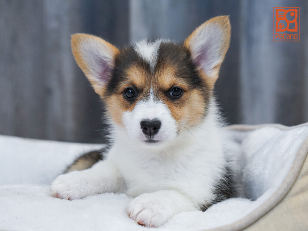 Pembroke Welsh Corgi Image #1