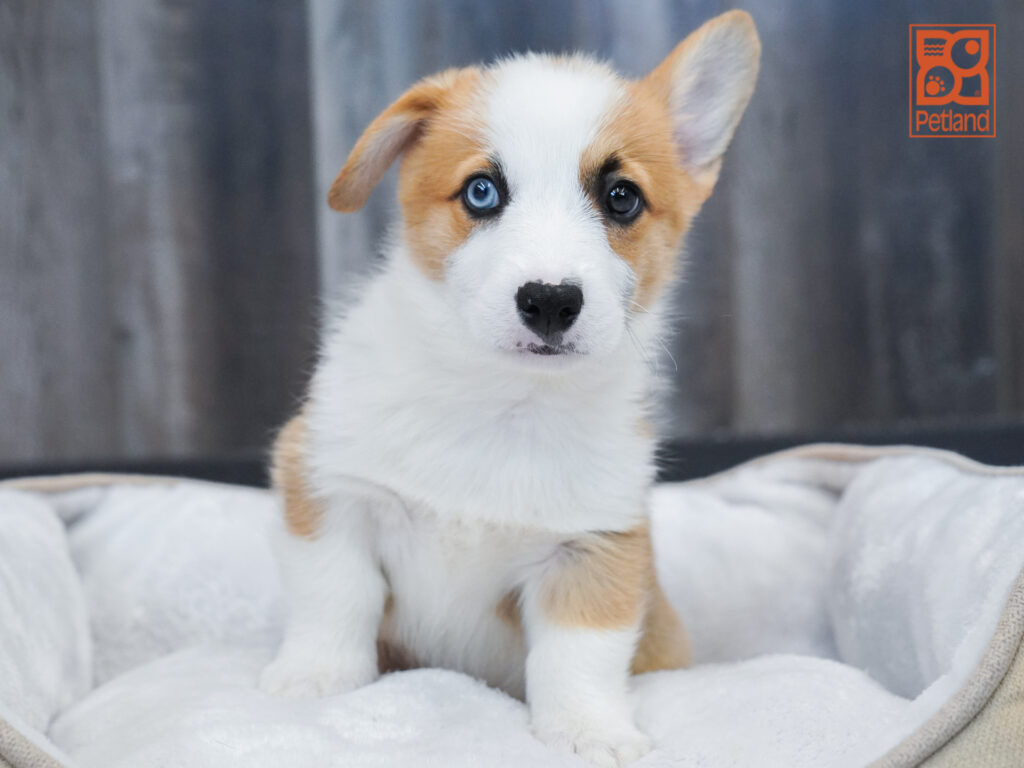 Pembroke Welsh Corgi Image #1