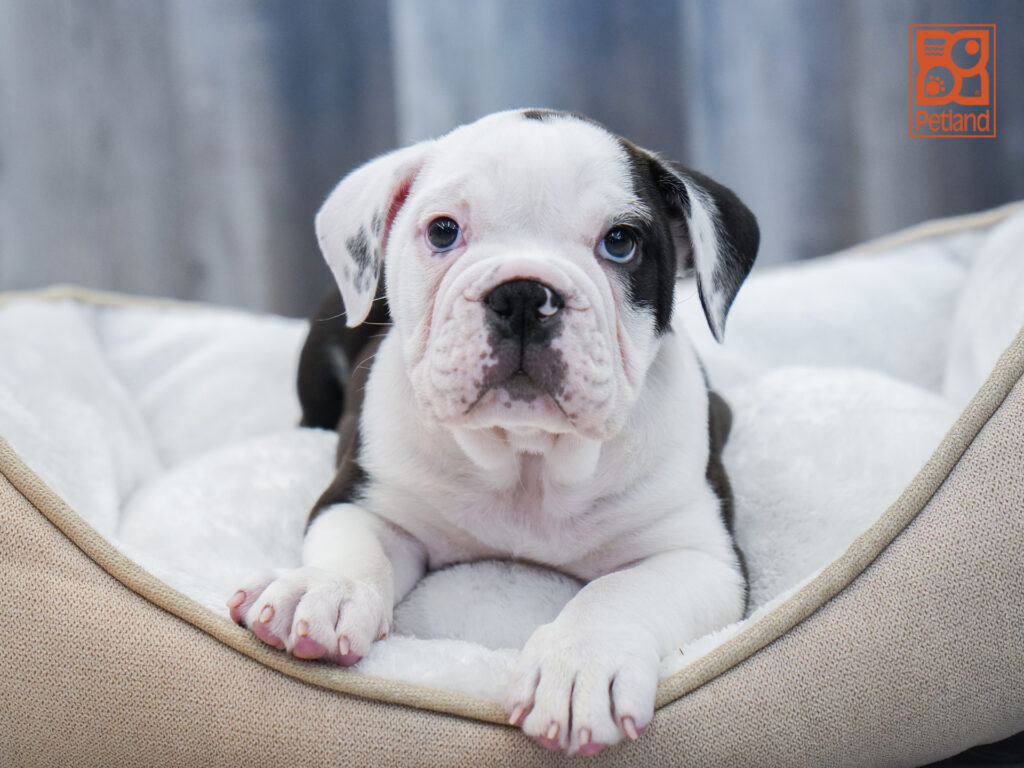 Victorian Bulldog 2nd Gen Image #1
