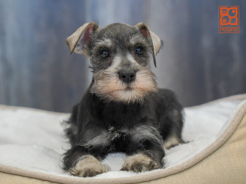 Miniature Schnauzer Image #1