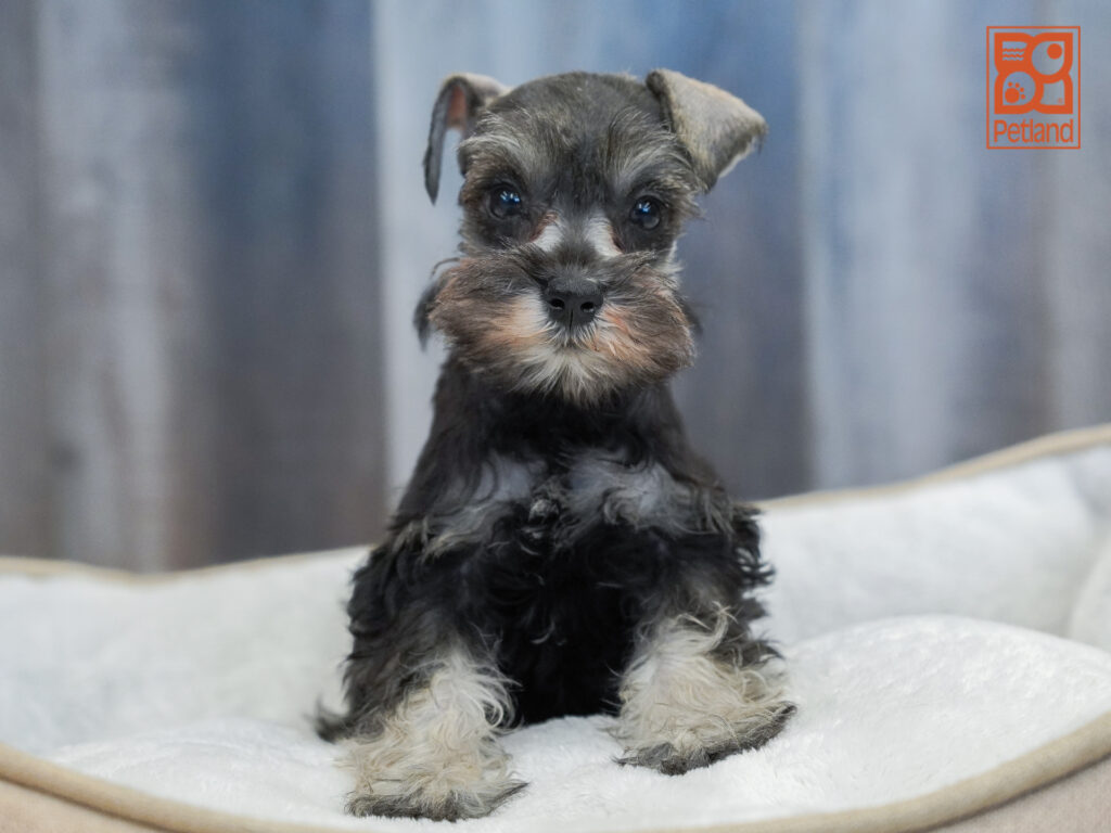 Miniature Schnauzer Image #1