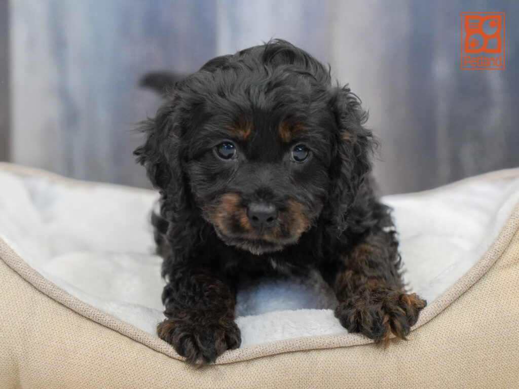 Cavapoo Image #1
