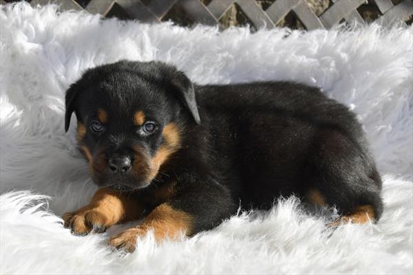 Rottweiler Image #1