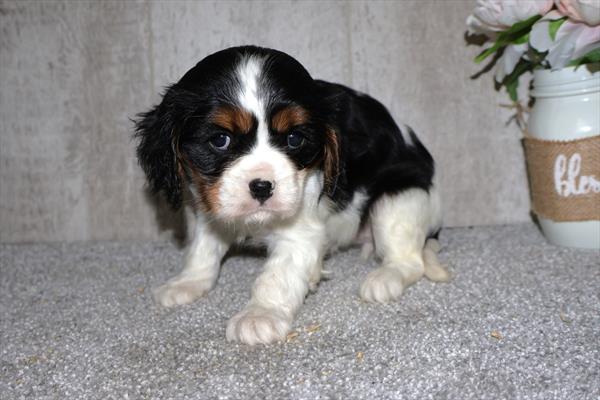 Cavalier King Charles Spaniel Image #1