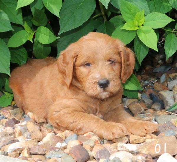 Mini Goldendoodle Image #1
