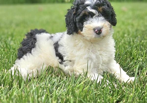 Mini Bernedoodle  2nd Gen Image #1