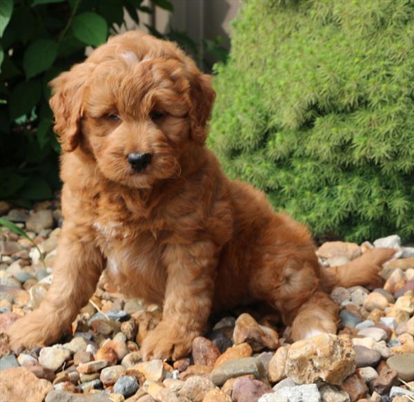 Mini Goldendoodle Image #1