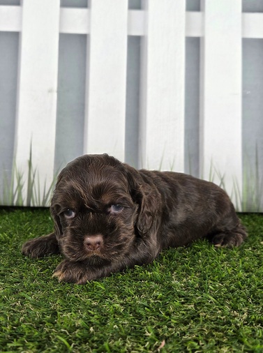 Cocker Spaniel Image #1