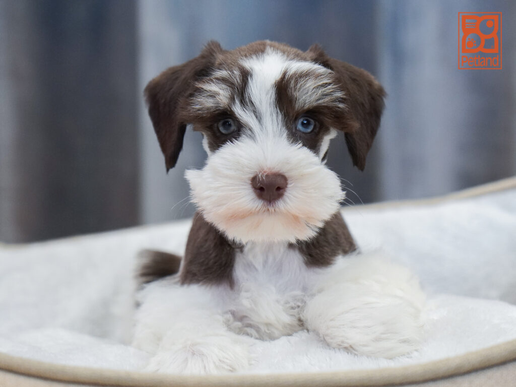 Miniature Schnauzer Image #1