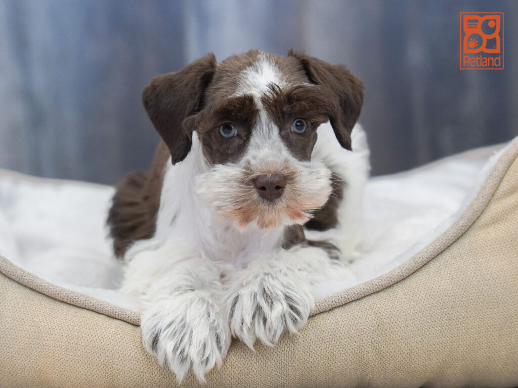 Miniature Schnauzer Image #1
