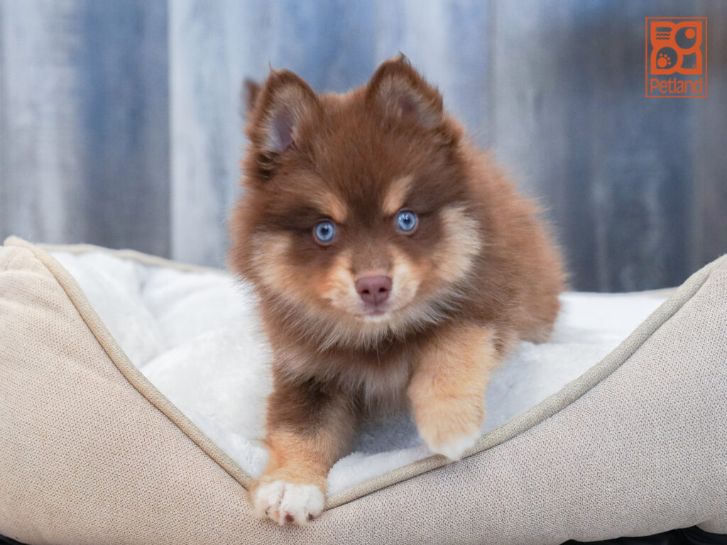 Pomsky Image #1