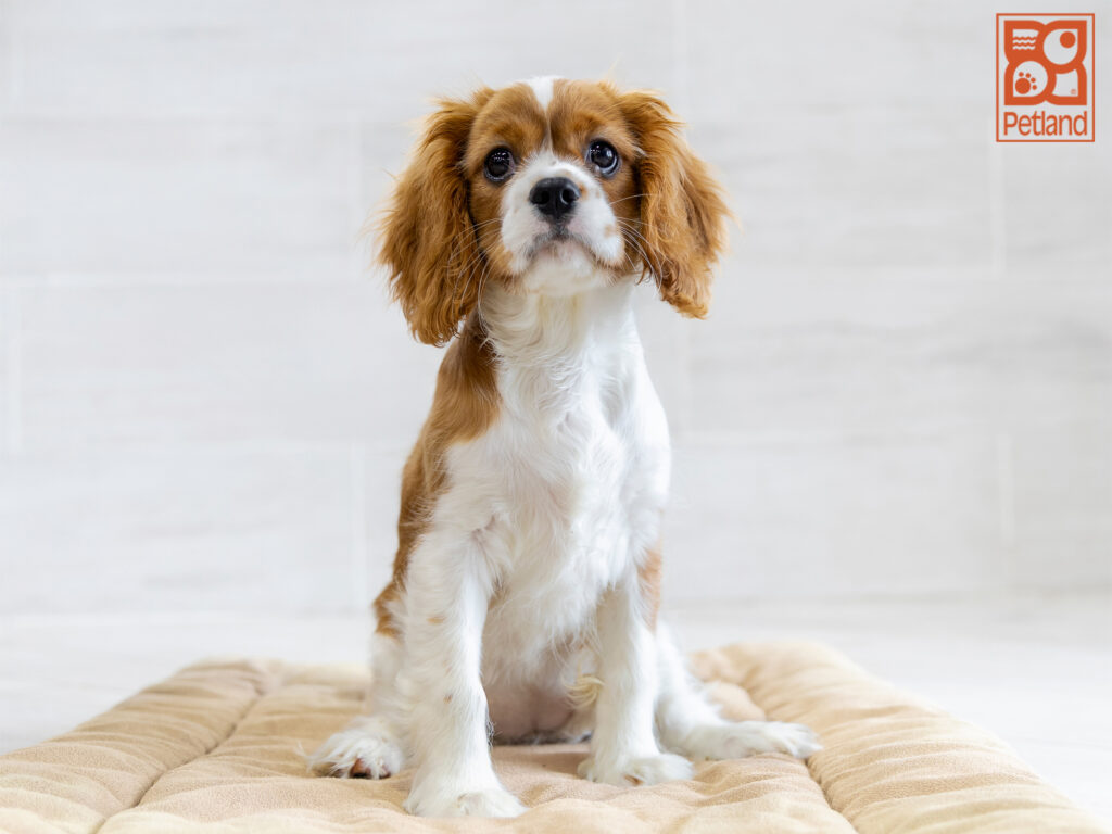 Cavalier King Charles Spaniel Image #1