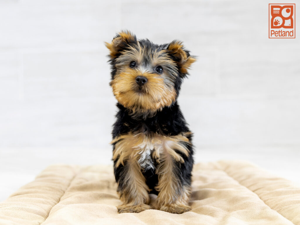 Yorkshire Terrier Image #1