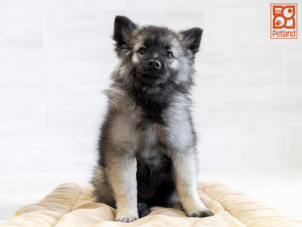 Keeshond Image #1