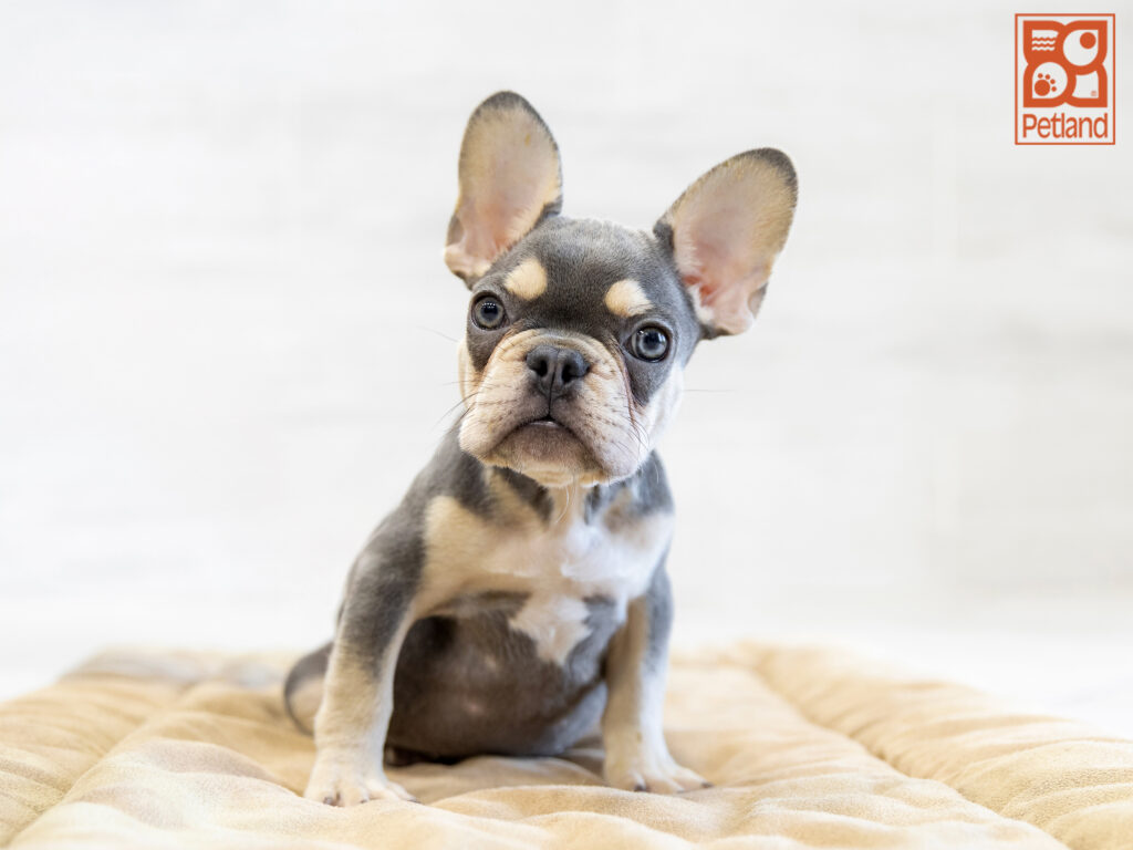 French Bulldog Image #1