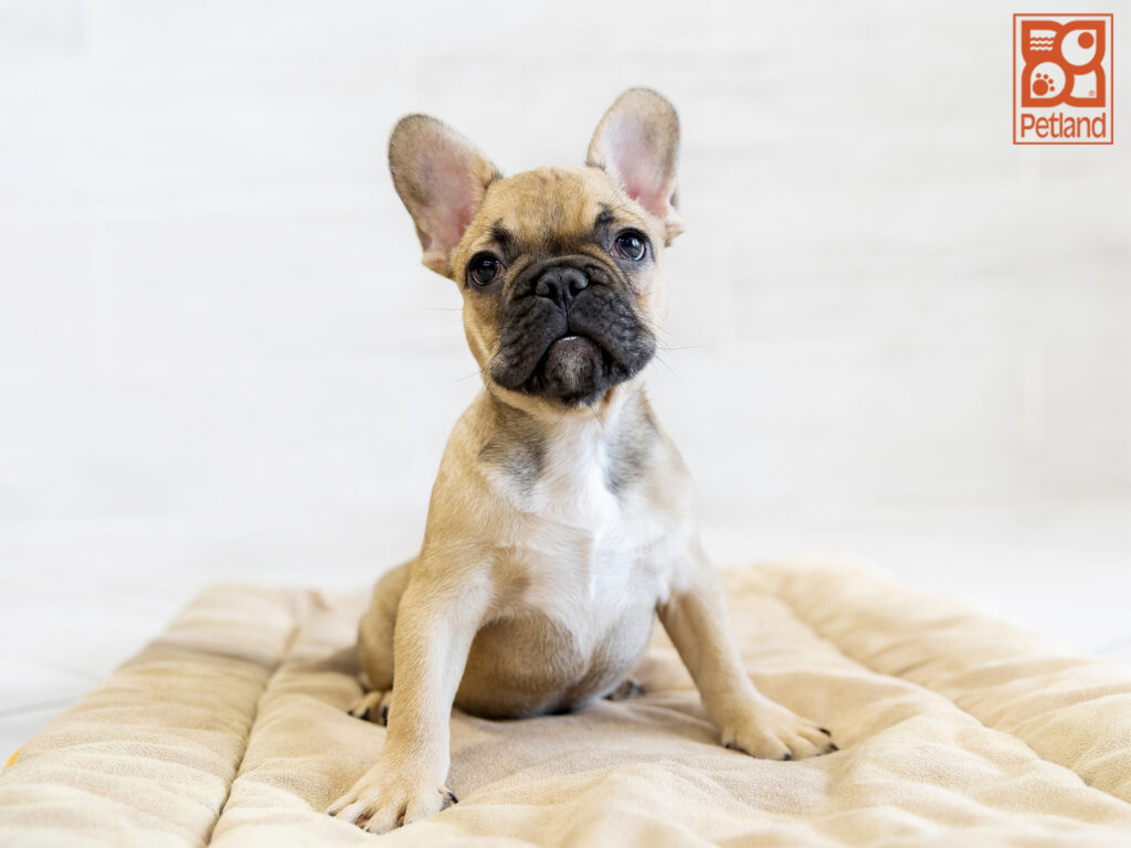 French Bulldog Image #1
