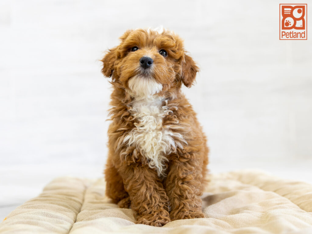 Mini Goldendoodle 2nd Gen Image #1