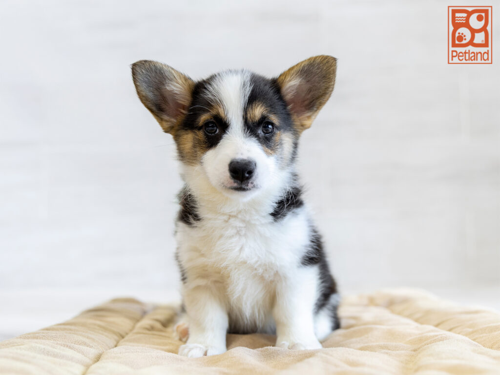 Pembroke Welsh Corgi Image #1