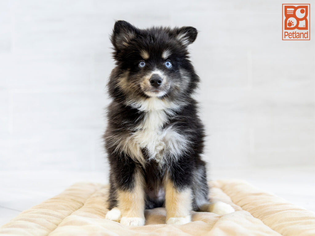 Pomsky Image #1