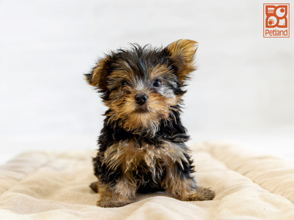 Yorkshire Terrier Image #1