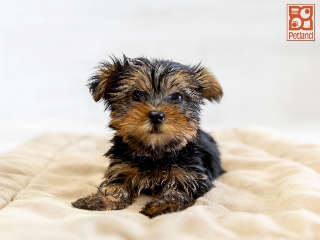 Yorkshire Terrier Image #1
