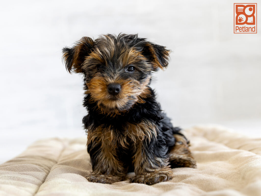Yorkshire Terrier Image #1