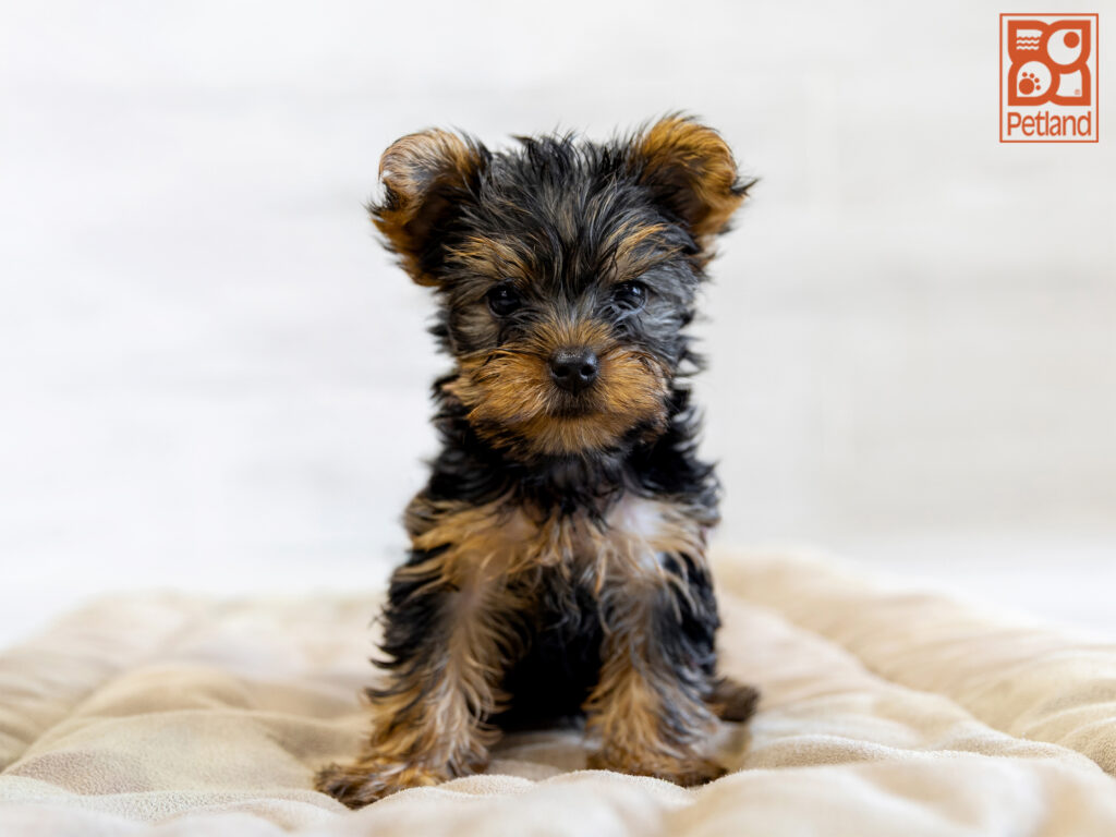 Yorkshire Terrier Image #1