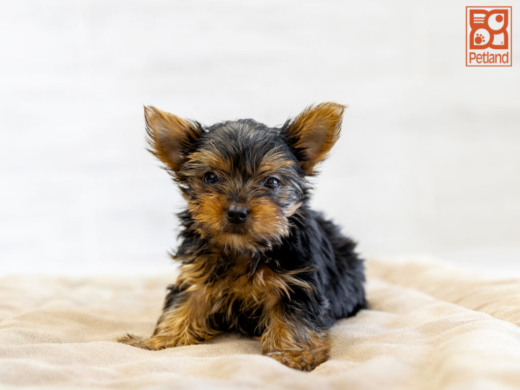 Yorkshire Terrier Image #1