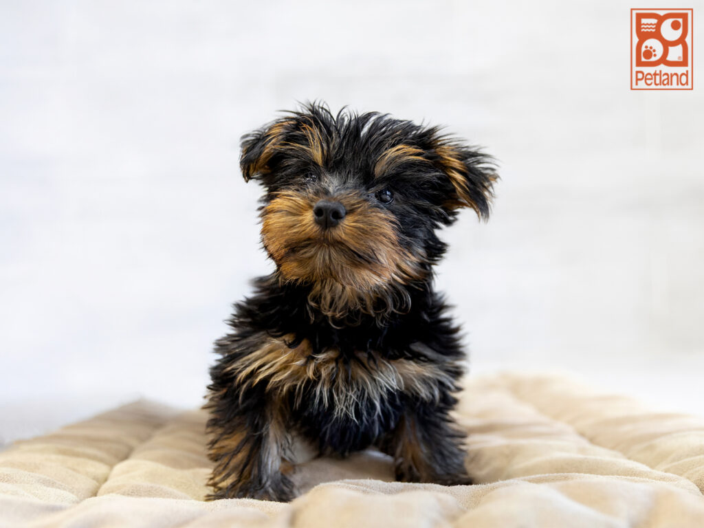 Yorkshire Terrier Image #1