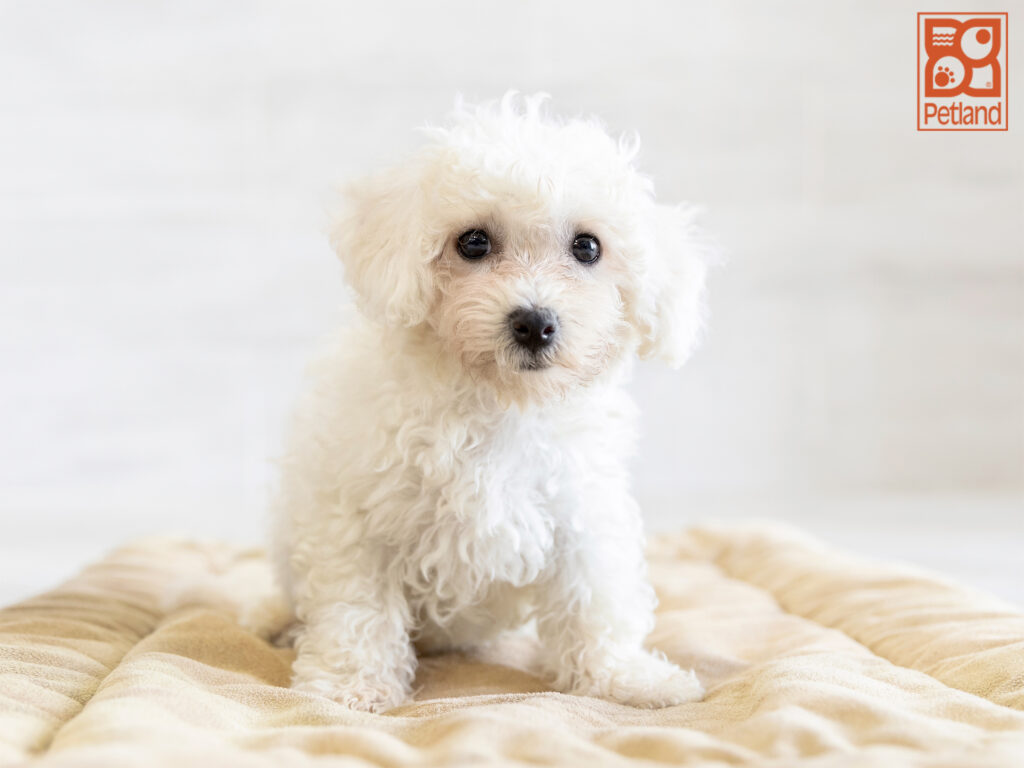 Bichon Frise Image #1