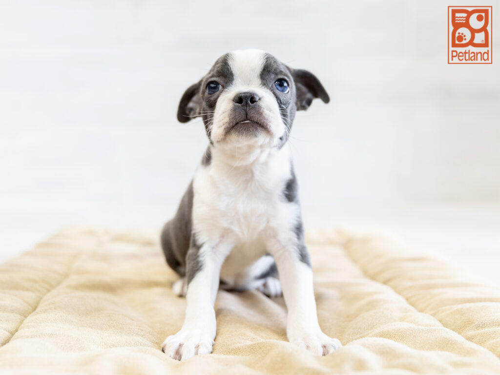 Boston Terrier Image #1