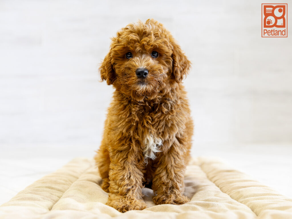 Mini Goldendoodle 2nd Gen Image #1