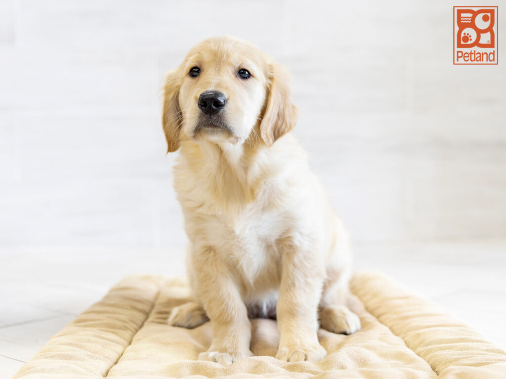 Golden Retriever Image #1
