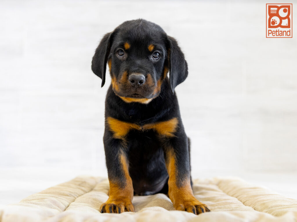 Rottweiler Image #1
