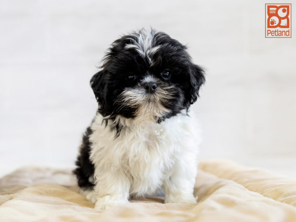 Shih Tzu Image #1