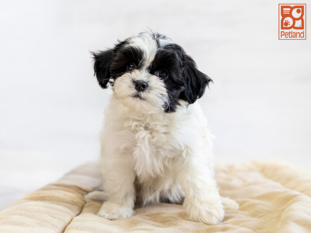 Shihpoo Image #1