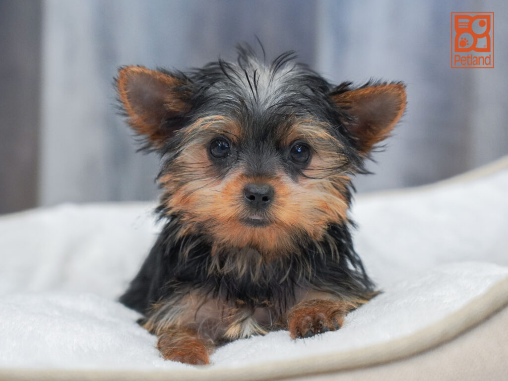 Yorkshire Terrier Image #1
