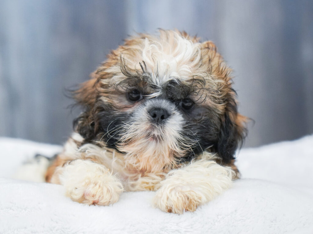 Shih Tzu Image #1