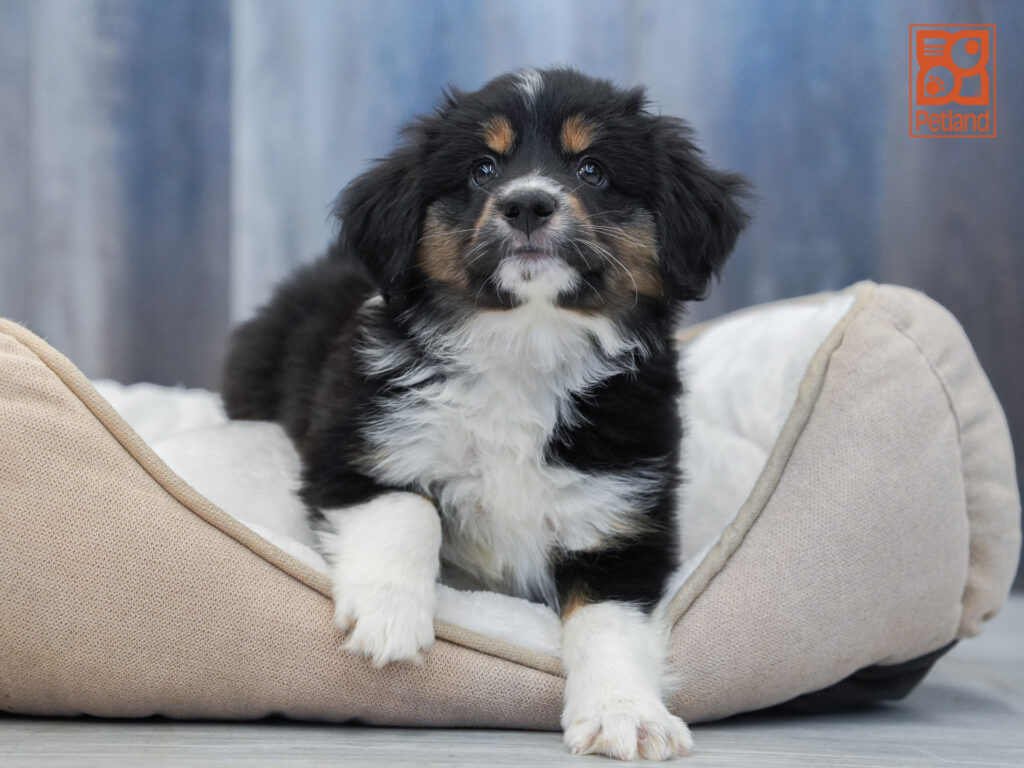 Australian Shepherd Image #1