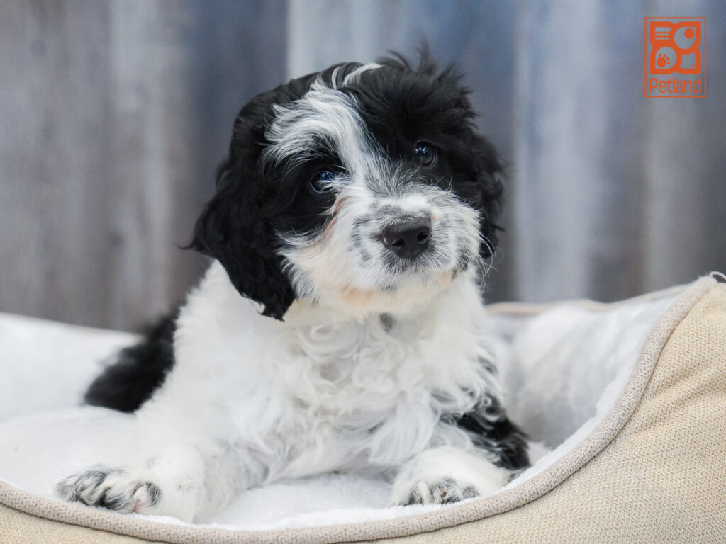 Mini Aussiedoodle Image #1
