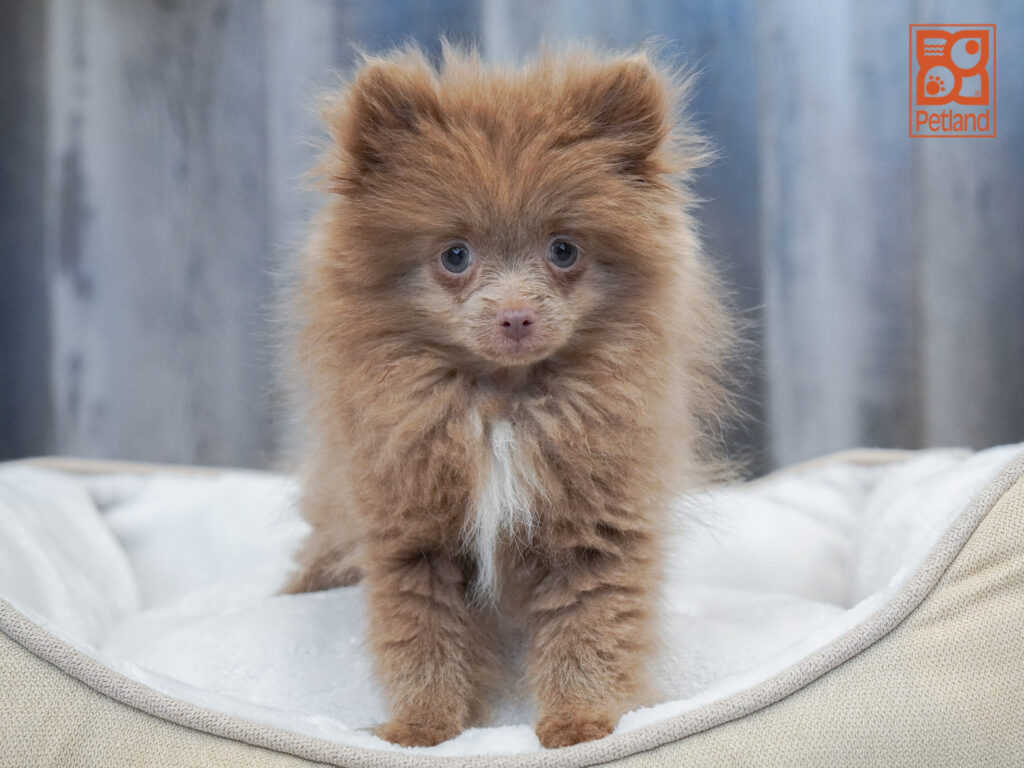 Pomeranian Image #1