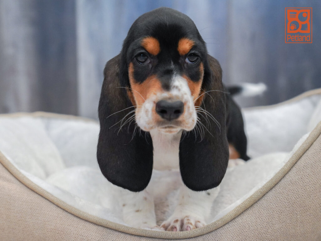Basset Hound Image #1