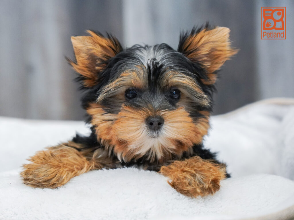 Yorkshire Terrier Image #1