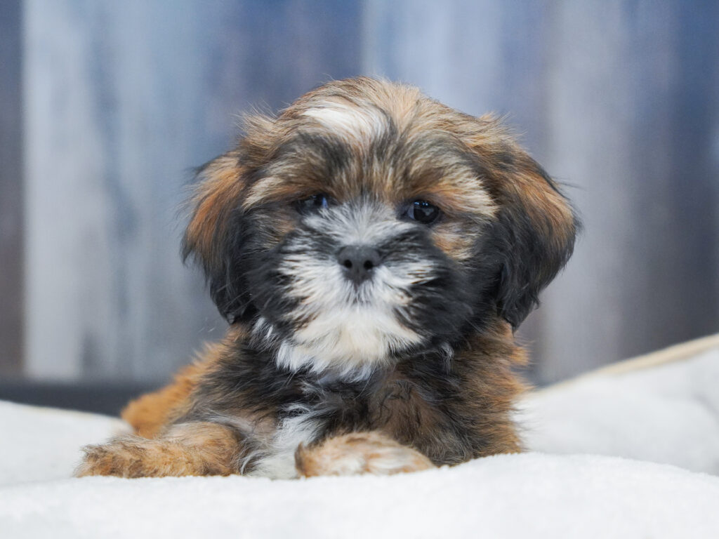 Lhasa Apso Image #1