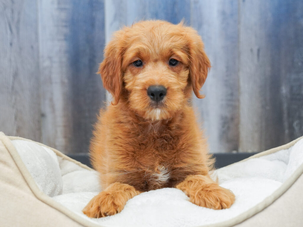 Mini Goldendoodle Image #1